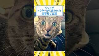 ペットがドクターから言われた衝撃的な言葉www #猫 #犬 #ペット #動物 #2ch #shorts