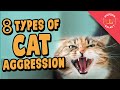 8 Types of Cat Aggression Explained!