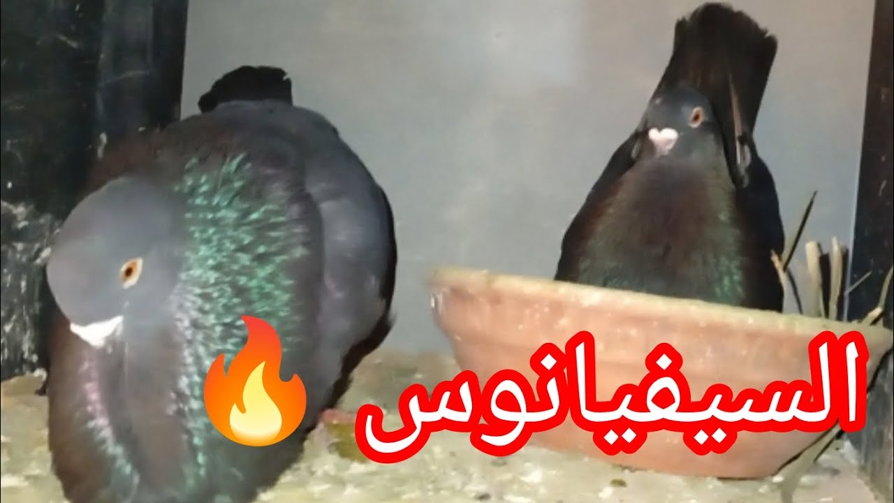 # حمام السيفيانوس... 👇#✅#pigeon #birds #المغرب 🇲🇦🇪🇦🇺🇲🇫🇷💓👍👍