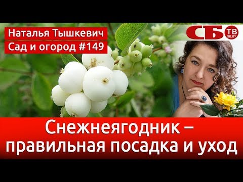 Снежнеягодник – правильная посадка и уход