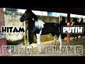 Kuda belang  hitam putih  pasar kuda  kuda part 105 sub