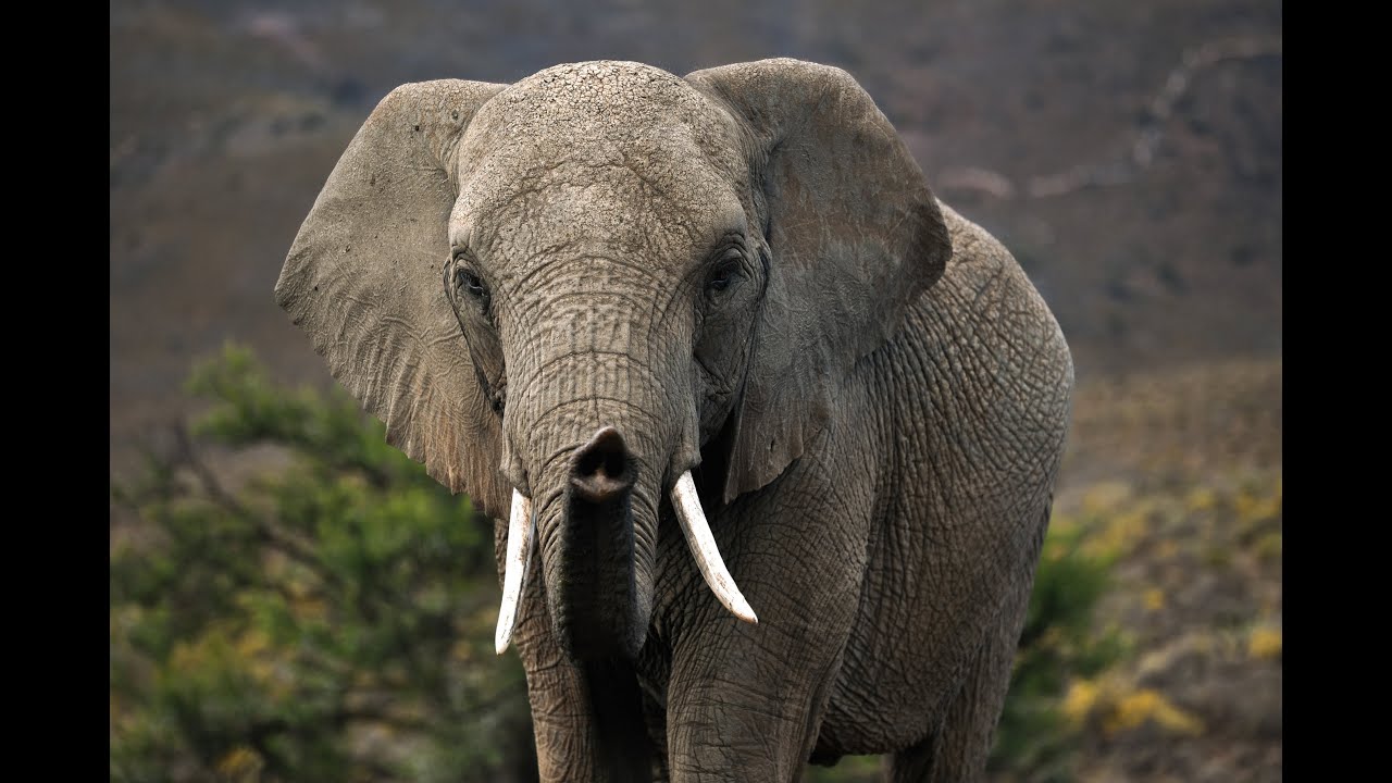 𝗖𝗲𝗹𝗲𝗯𝗿𝗮𝘁𝗶𝗻𝗴 𝘁𝗵𝗲 𝗠𝗮𝗷𝗲𝘀𝘁𝗶𝗰 𝗘𝗹𝗲𝗽𝗵𝗮𝗻𝘁 𝗮𝘁 𝗠𝗼𝗻𝘁 𝗘𝗰𝗼 𝗚𝗮𝗺𝗲 𝗥𝗲𝘀𝗲𝗿𝘃𝗲