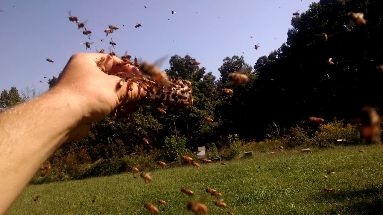 Holding small fall swarm - YouTube