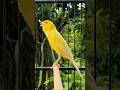 birds song | bird sound #birds #animals #canary #funnyanimals
