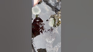 Sea anemones during low tide #seaanemone  #oregoncoast  #youtubeshorts