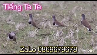 Tiếng Te Te Vàng Bản Víp Độc Quyền Không Ai Có Bản Này.Tiếng Đánh Cạnh Tranh Kinh Tế 2025