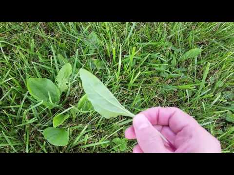 Video: Plantain loppa: botanisk beskrivning, frön och foton