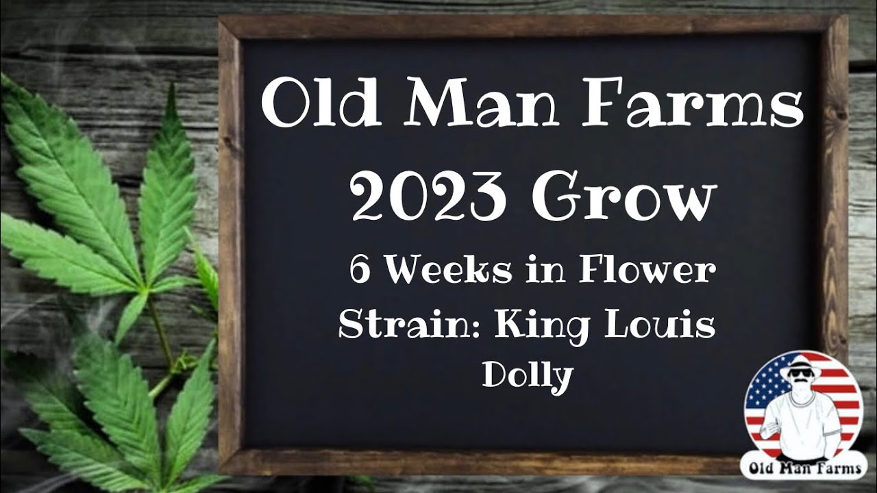 King Louis Strain Cannabis Greenhouse Grow 6 weeks in flower Old Man Farms Plant: Dolly