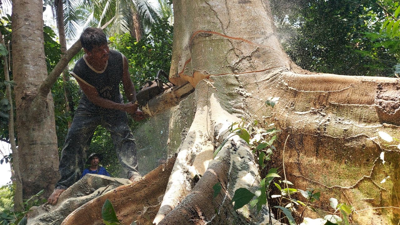 ซื้อไม้3000บาทแต่ทำไมไม้มันเย่อะย่างนี้กว่าจะผ่าหมด!!@ตัดไม้บ้านนา