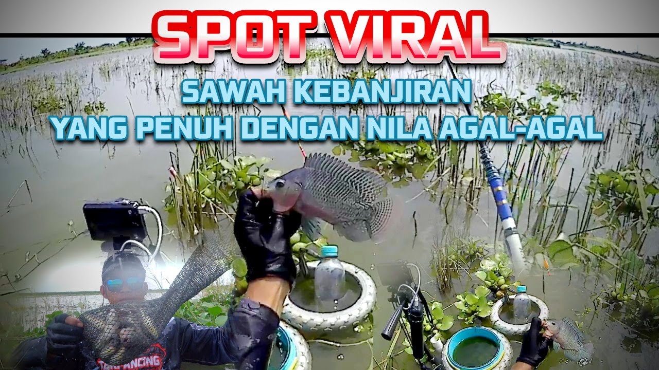 INFO SPOT MANCING NILA VIRAL DESA REJOSARI DEMAK