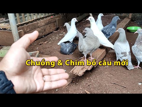 Video Chuồng bồ câu mới và đàn bồ câu mới nhập - youtube