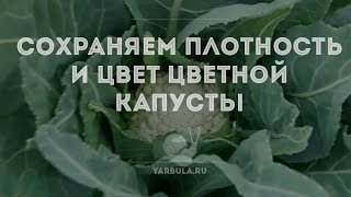 Сохраняем плотность и цвет головки цветной капусты, уберегая ее от света