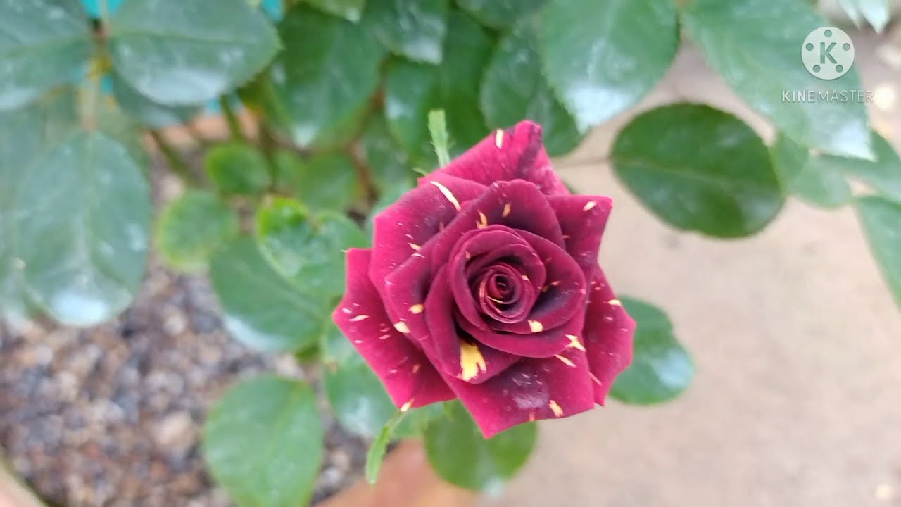 My Rose Collection