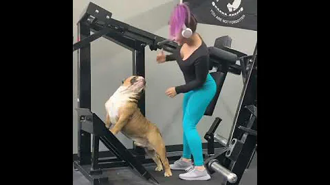 Dog Interrupts Owner While She Does Exercise in Gym - 1094644 - DayDayNews