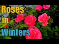 Taking Care of Roses in Winters for Heavy Flowering || Care for Scent Roses in Winters