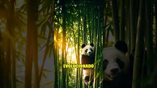 Pandas: ¿Cómo Sobreviven? 🐼