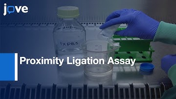 Proximity Ligation Assay to Visualize Proteins produced by DNA Damage | Protocol Preview