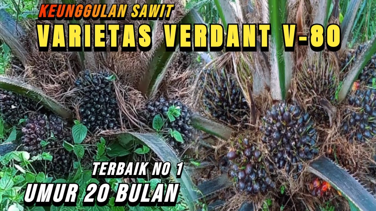 MANTAP.!! VARIETAS VERDANT V-80 UMUR 20 BULAN BUAH NYA MULAI BABON