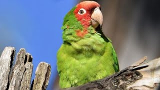 Mitred Conure Sounds | Mitred Conure Talking | Mitred Conures