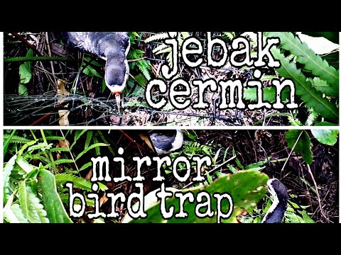 Video: Pemangkin Tepi Cermin - Perangkap Terbang