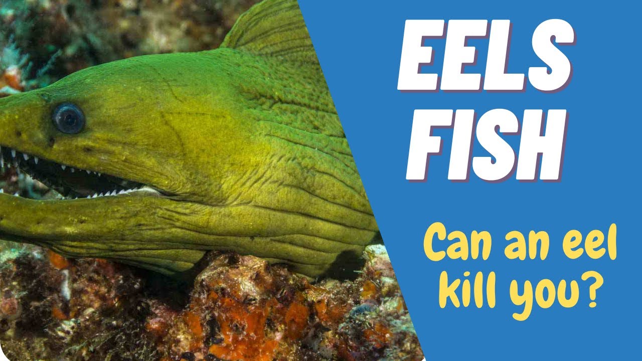 How do fish make electricity? | Big & Deadly ELECTRIC EELS
