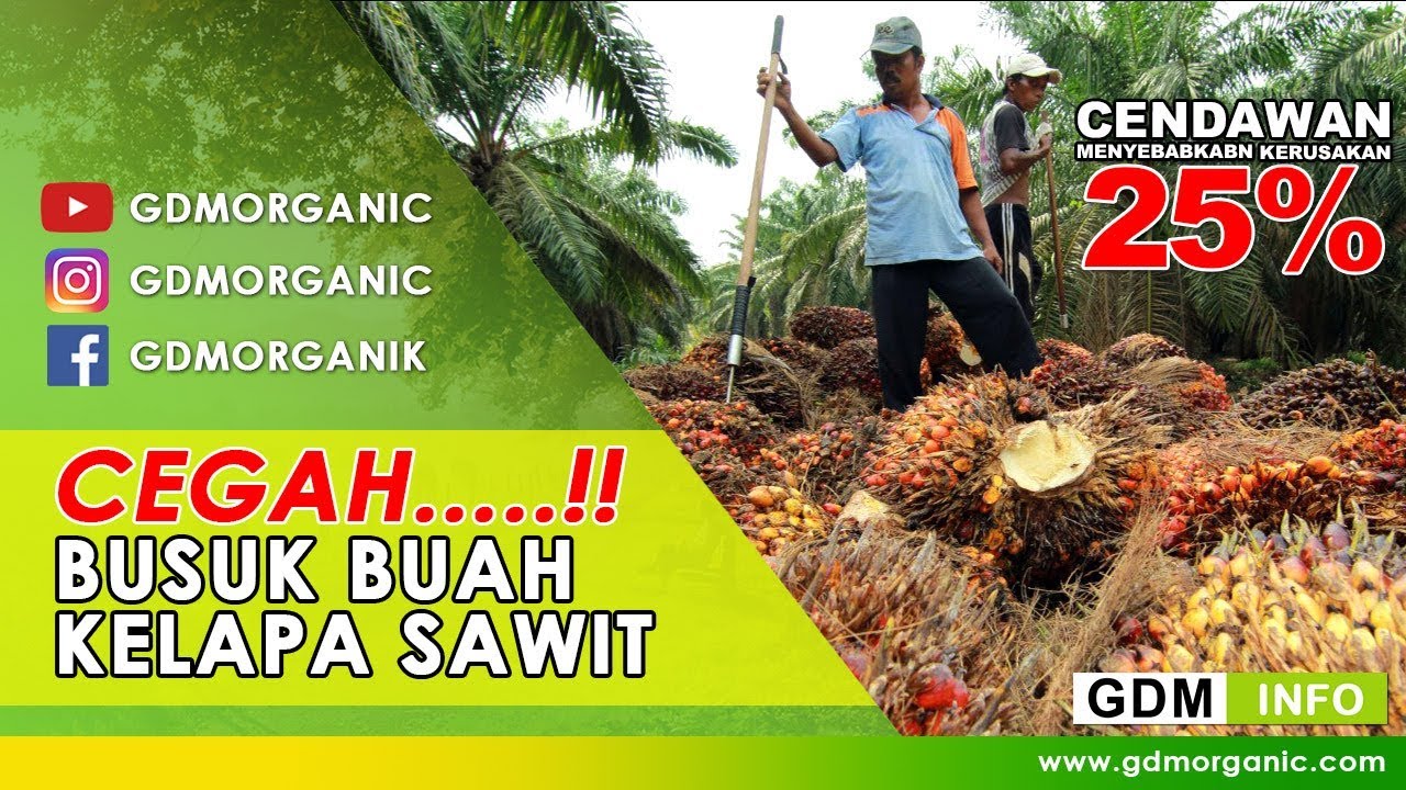 200 Gambar Buah Kelapa Sawit HD Paling Keren 200 Gambar Buah Kelapa Sawit HD Paling Keren