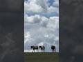 Peaceful #love #art #farm #horsefarm #peaceful #clouds #relaxing #pianomusic #beautiful #horsey