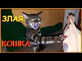 ЗЛАЯ БЕНГАЛЬСКАЯ КОШКА