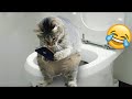 Funniest animals  new funny cats and dogss   part 7