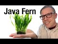 How to Plant Java Fern - BEST Method