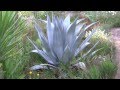 AGAVES, an overview