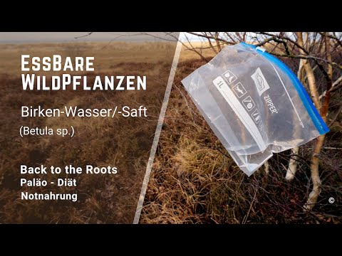 Wie man an Birkenwasser kommt und Birkensirup herstellt.