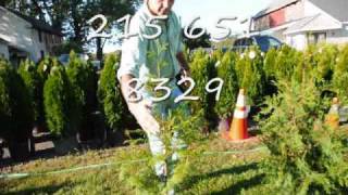 See why evergreens turn yellow on the inside
