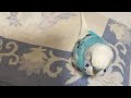 飼い主のそばに居たいセキセイインコ