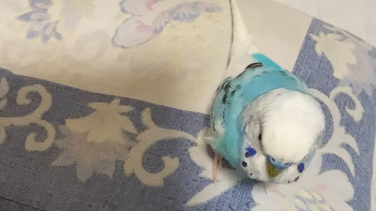 飼い主のそばに居たいセキセイインコ