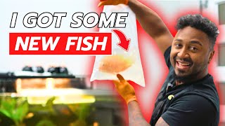 Unboxing New Fish from KaveMan Aquatics!