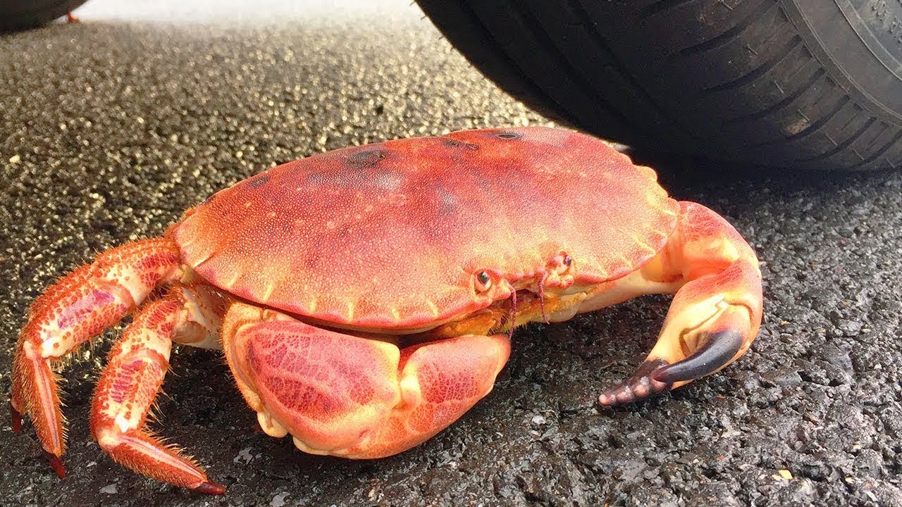 Crushing Crunchy & Soft Things by Car! EXPERIMENT: KING CRAB VS CAR