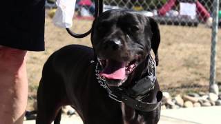 The K 9 Clinic