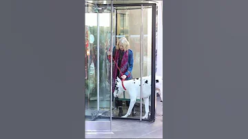 This Horse Sized Dog Is An Actor 