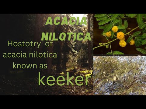 history of acacia nilotica (keeker)