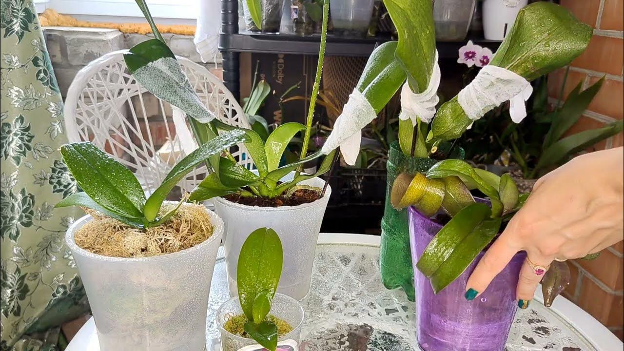 Этот КОКТЕЙЛЬ в 20 раз СИЛЬНЕЕ любого СТИМУЛЯТОРА РОСТА Орхидеи ОЖИВАЮТ ...