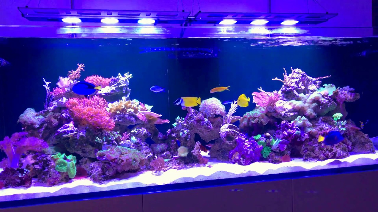 Redsea Reefer Xxl 750 1 Year Hd 4k Youtube Redsea Reefer Xxl 750 1 Year Hd 4k Youtube