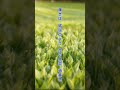 萌黄色の絨毯 ✨萌黄色の絨毯、風に揺れて🕊️若葉が奏でる生命のシンフォニー🌿光と緑のコントラストに心癒されて😌 #萌黄色 #絨毯 #若葉 #自然 #癒し