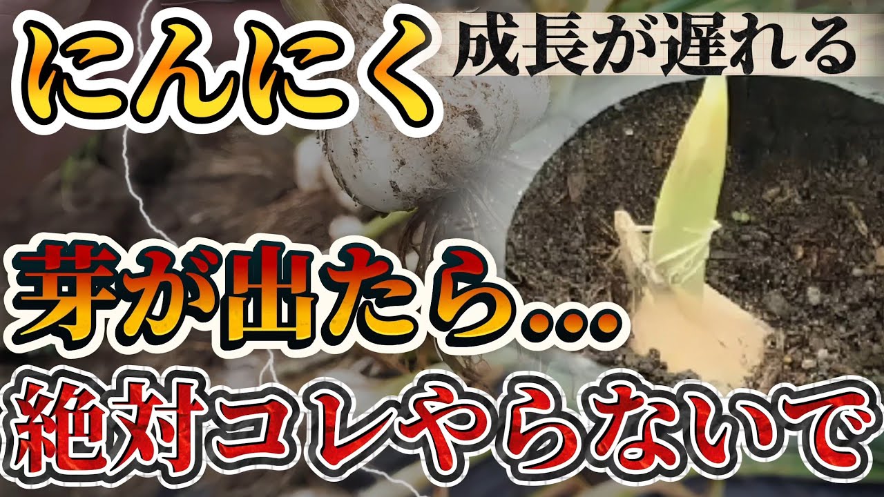 【にんにく】成長悪くなります！！芽が出てきたらやりがちな〇〇！絶対にやらないで下さい