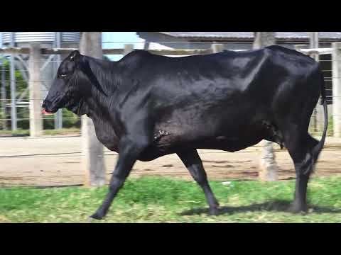LOTE 40 412