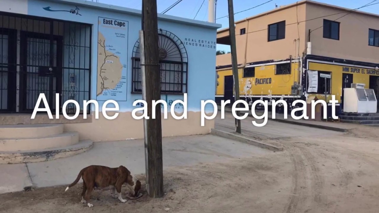 Pregnant dog rescued from the streets of Los Cabos in time to give