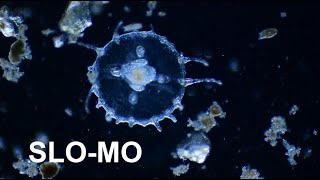 Obelia sp. - Medusa Stage - Contractions in Slow Motion 1/4x speed