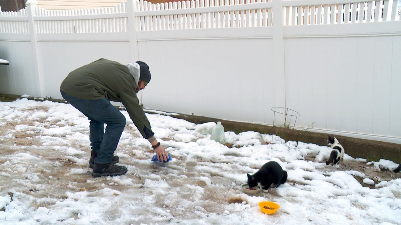 Feral Cats Are Freezing