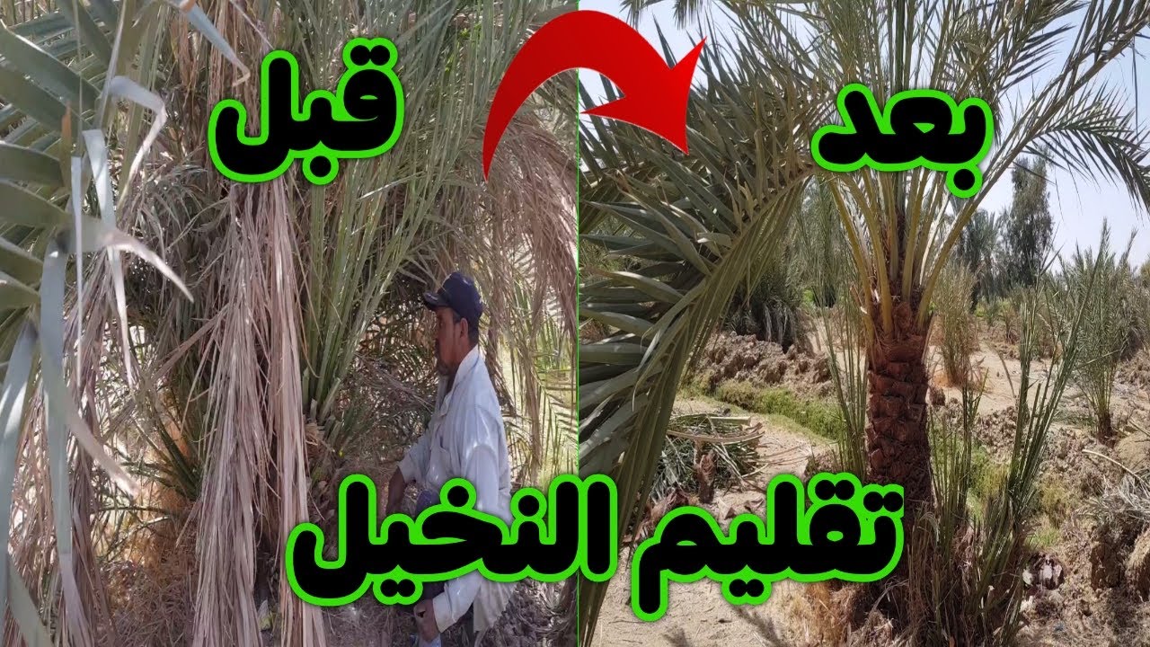 طريقة تقليم النخيل | تقليم نخيل السيوي تطبيق عملي على نخلة لها أكثر من ١٠ سنوات لم تقلم
