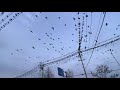 THOUSANDS OF BLACK BIRDS TAKE OVER THE STREET WIRES